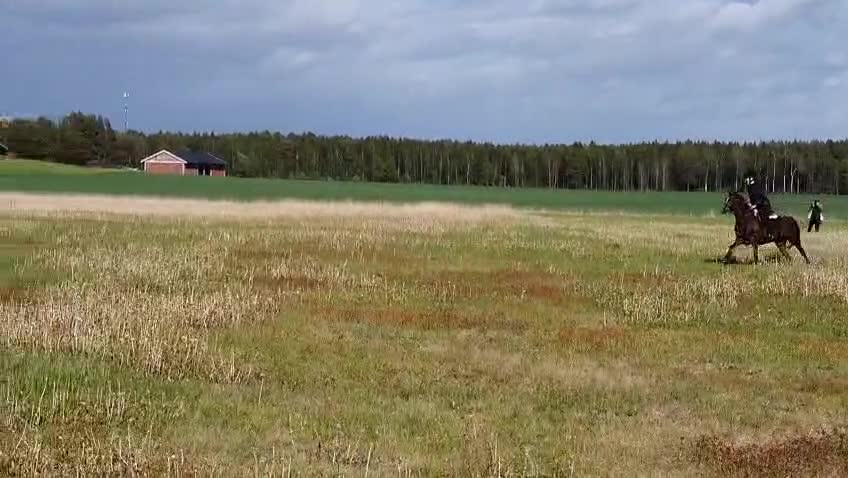 Allround hästar till salu: Maxad B-ponny me kapacitet för de högsta klasserna - Video 4