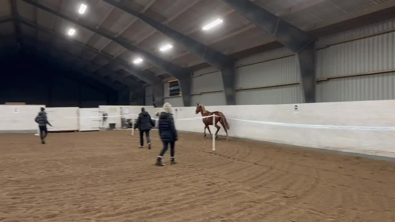 Hoppning hästar till salu: Fin treåring, sto, är till salu - Video 1