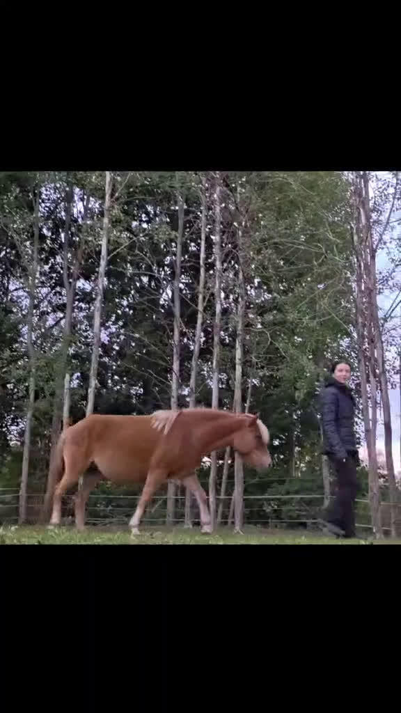 Allround hästar till salu: Fjord & Russ i Ulrika - Video 2