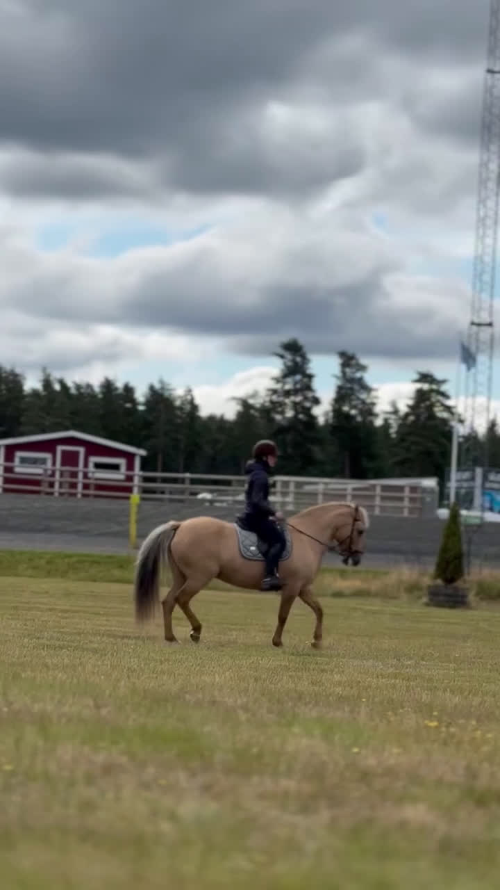 Allround hästar till salu: Fantastiskt sto utöver de vanliga! i Haninge - Video 4
