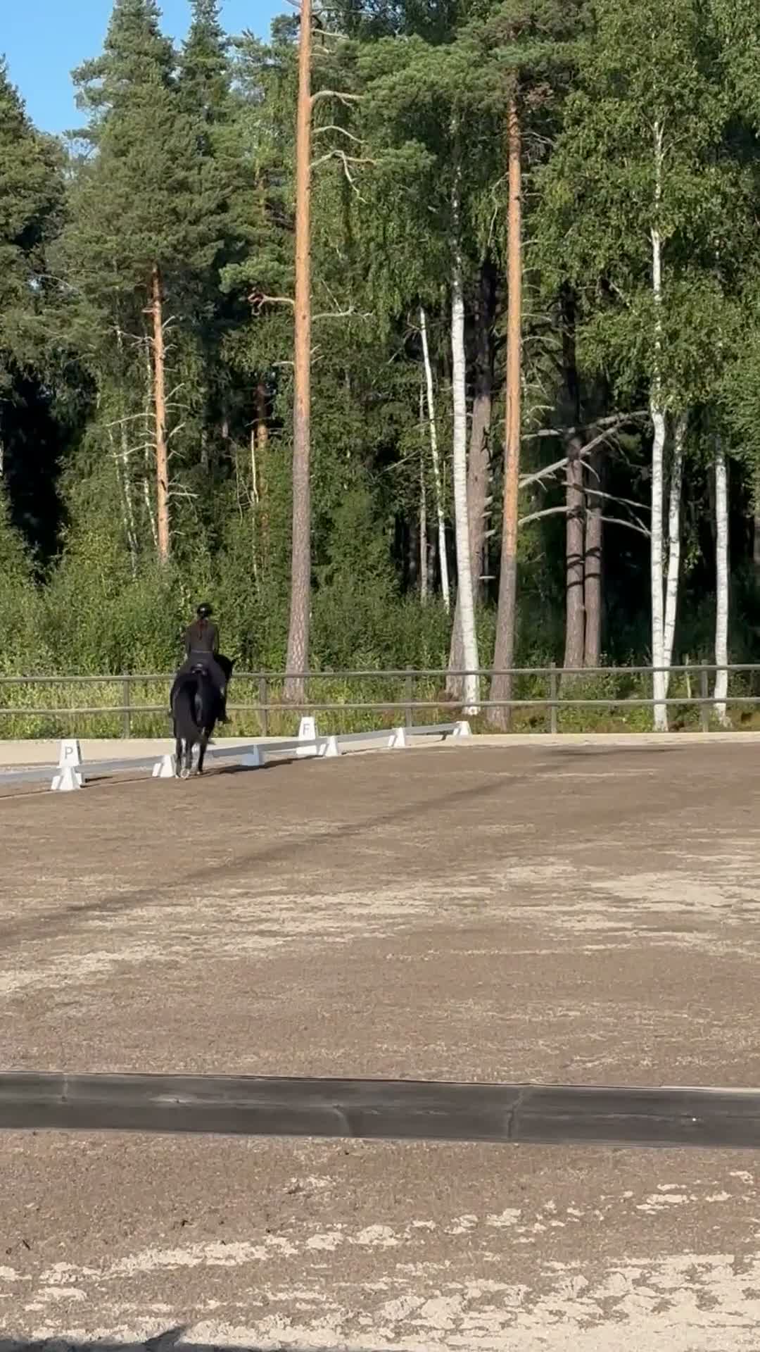 Dressyr hästar till salu: Vackert sto med stor utstrålning och potential - Video 3