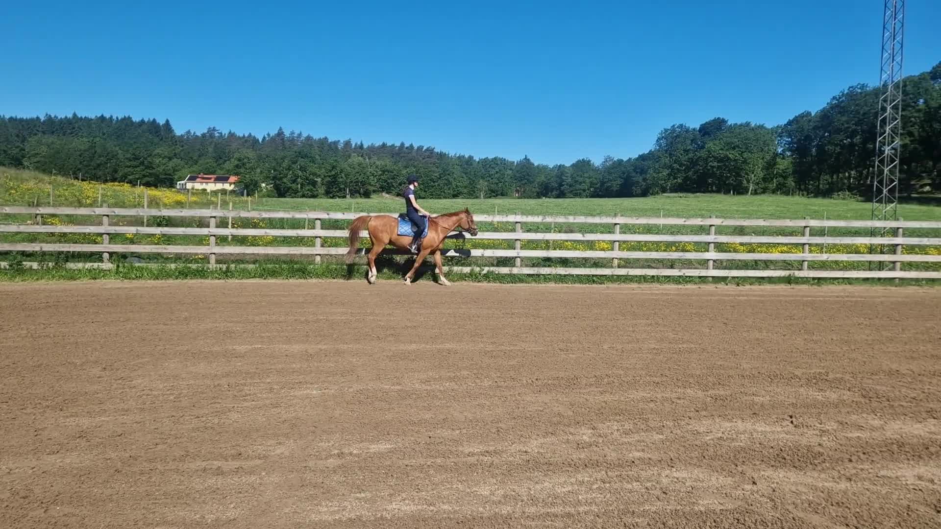 Allround hästar till salu: Lillen söker nytt hem  - Video 4