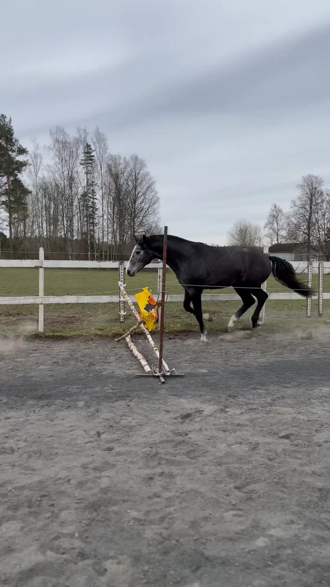 Allround hästar till salu: 3 årig Super  trevlig hingst - Video 2
