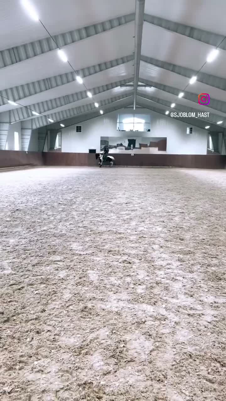 Hoppning hästar till salu: Lovande 4-årig Welsh Partbred med fina kvaliteter - Video 3