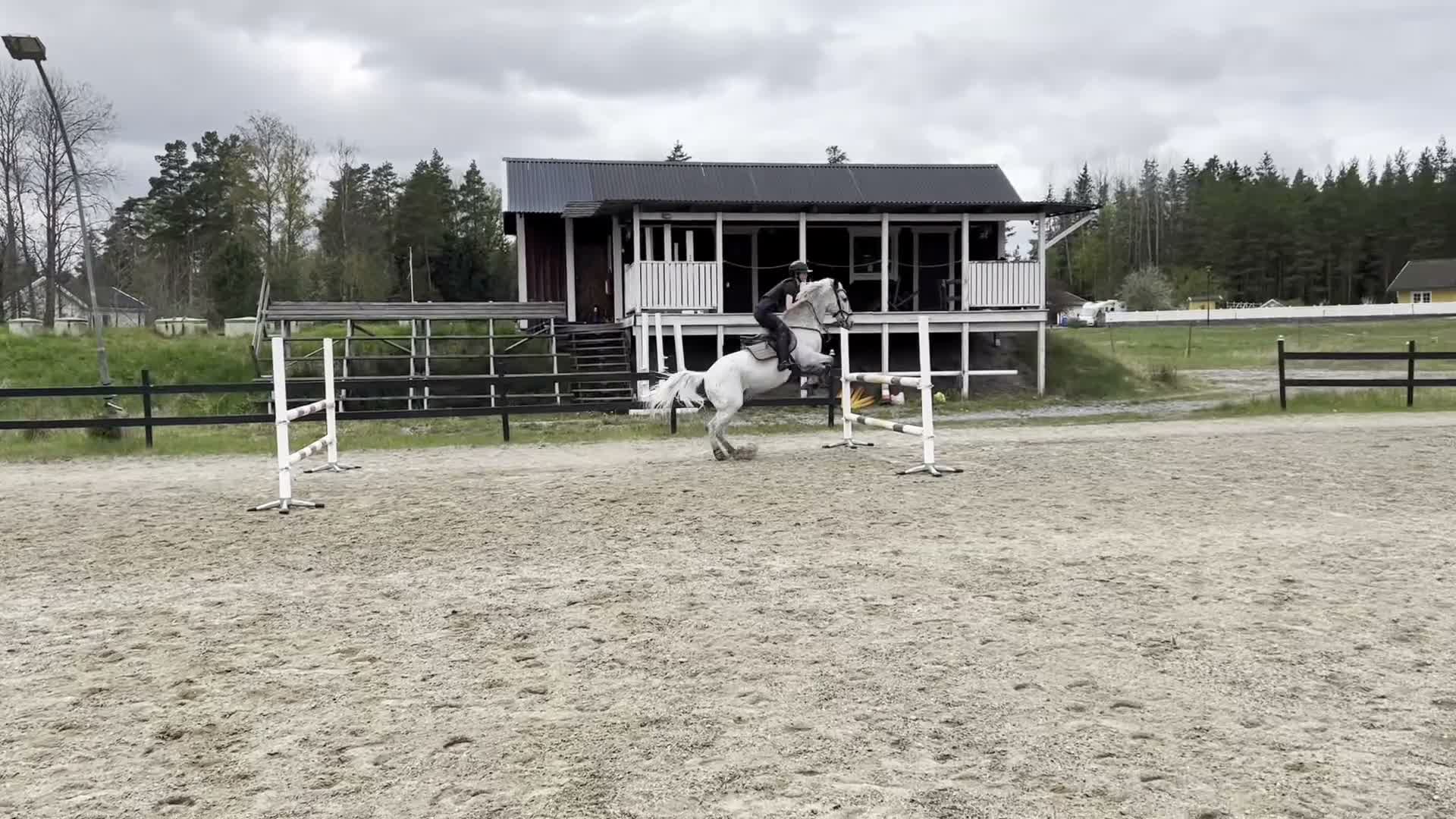 Hoppning hästar till salu: Ponny med största hjärtat säljes - Video 3