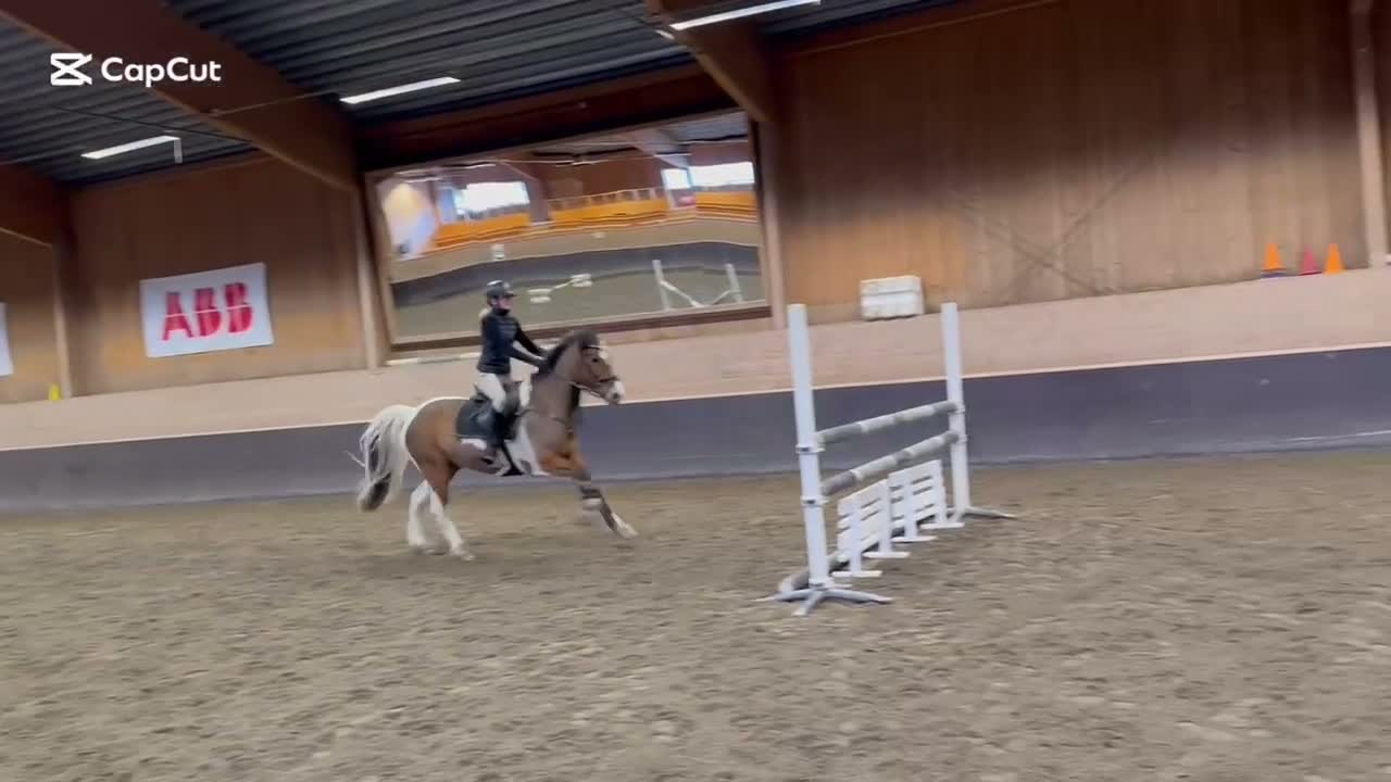 Allround hästar till salu: Mångsidig ponny med kapacitet  - Video 2