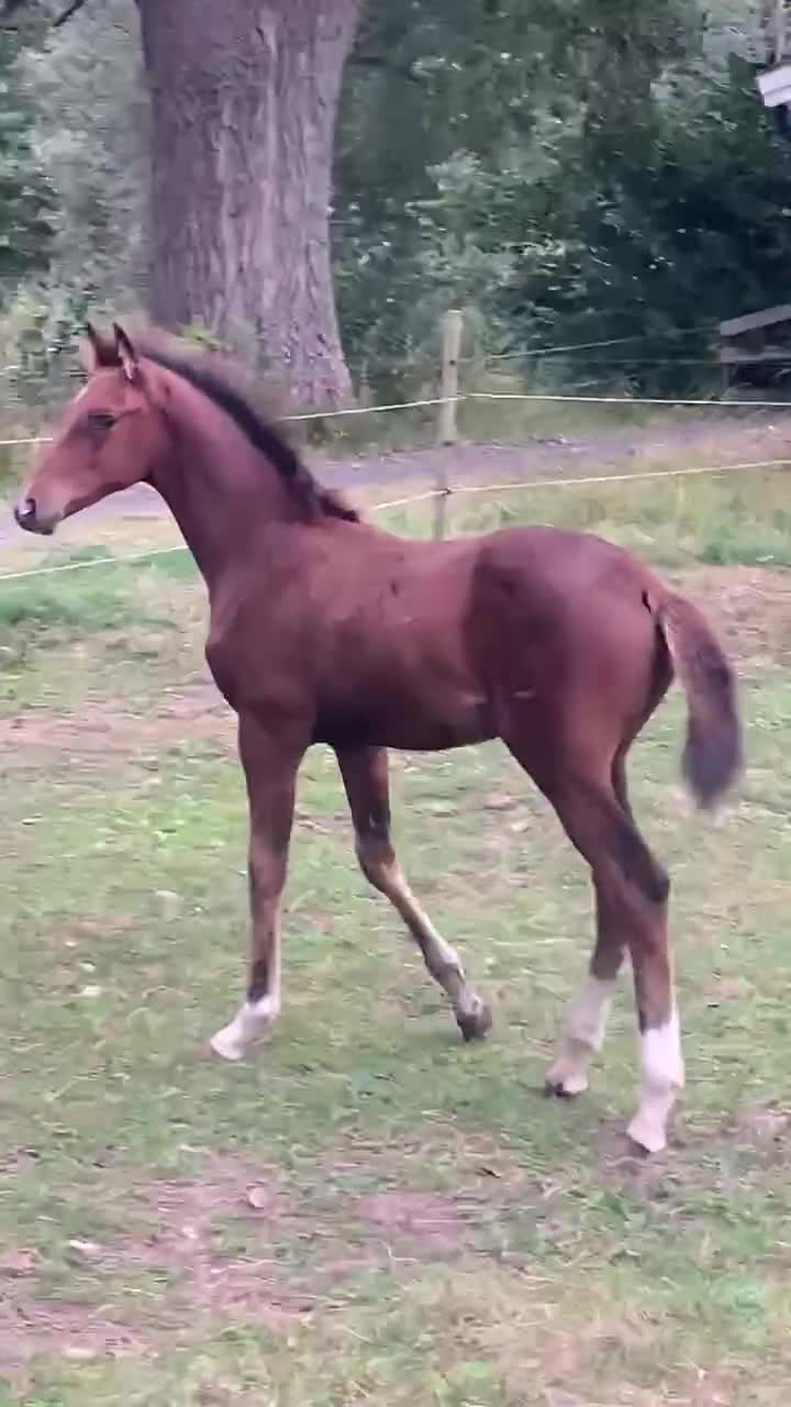 Hoppning hästar till salu: 2-årig e. Caccafly CL - Video 1