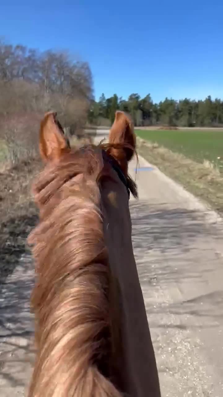 Allround hästar till salu: Fullblodsto  - Video 2