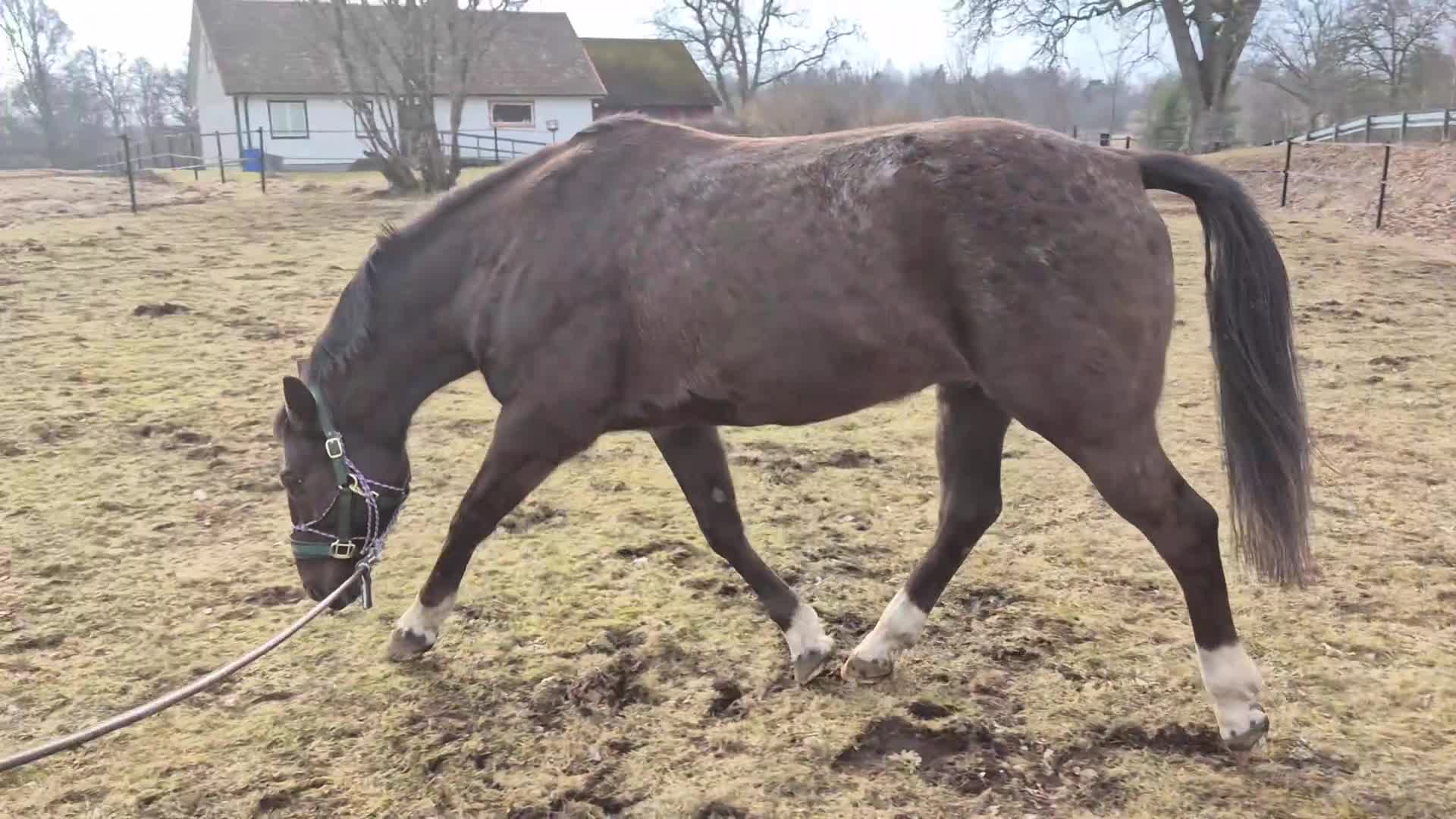 Allround hästar till salu: Snygg häst med fint steg, projekt - Video 1