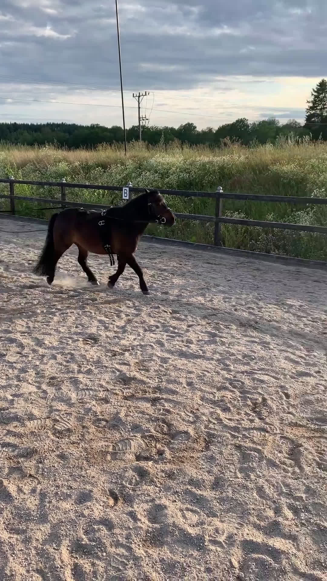 Övrigt hästar till salu: Nytt hem sökes i Sorunda - Video 1