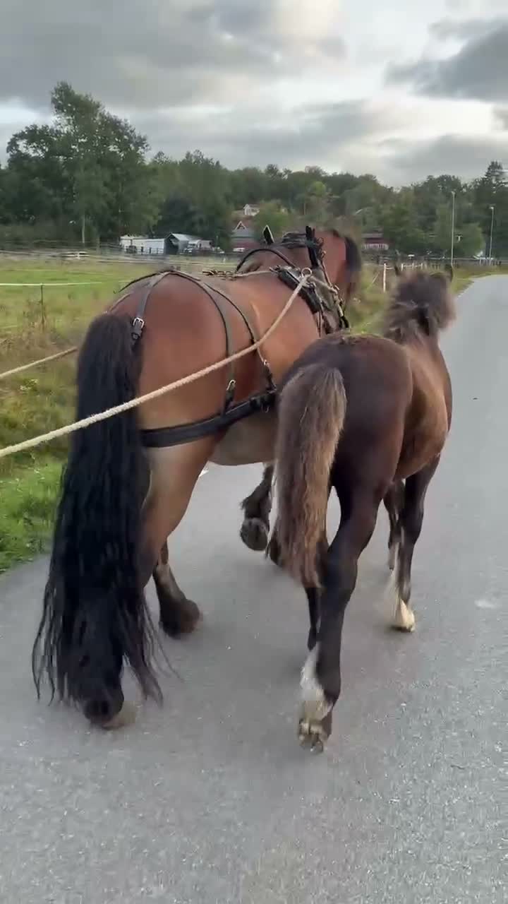 Allround hästar till salu: Nordsvensk kille som kommer bli stor i Hålta - Video 1