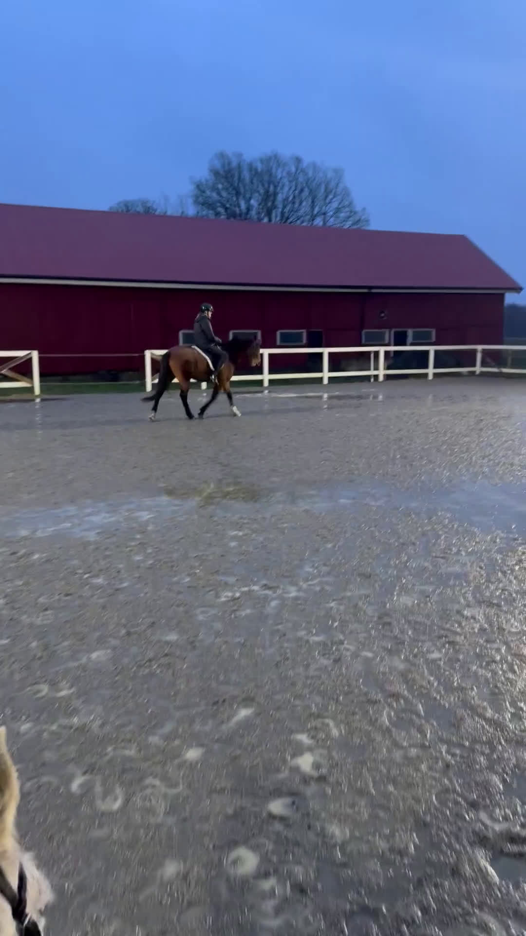 Allround hästar till salu: Intressekoll i Grästorp - Video 5