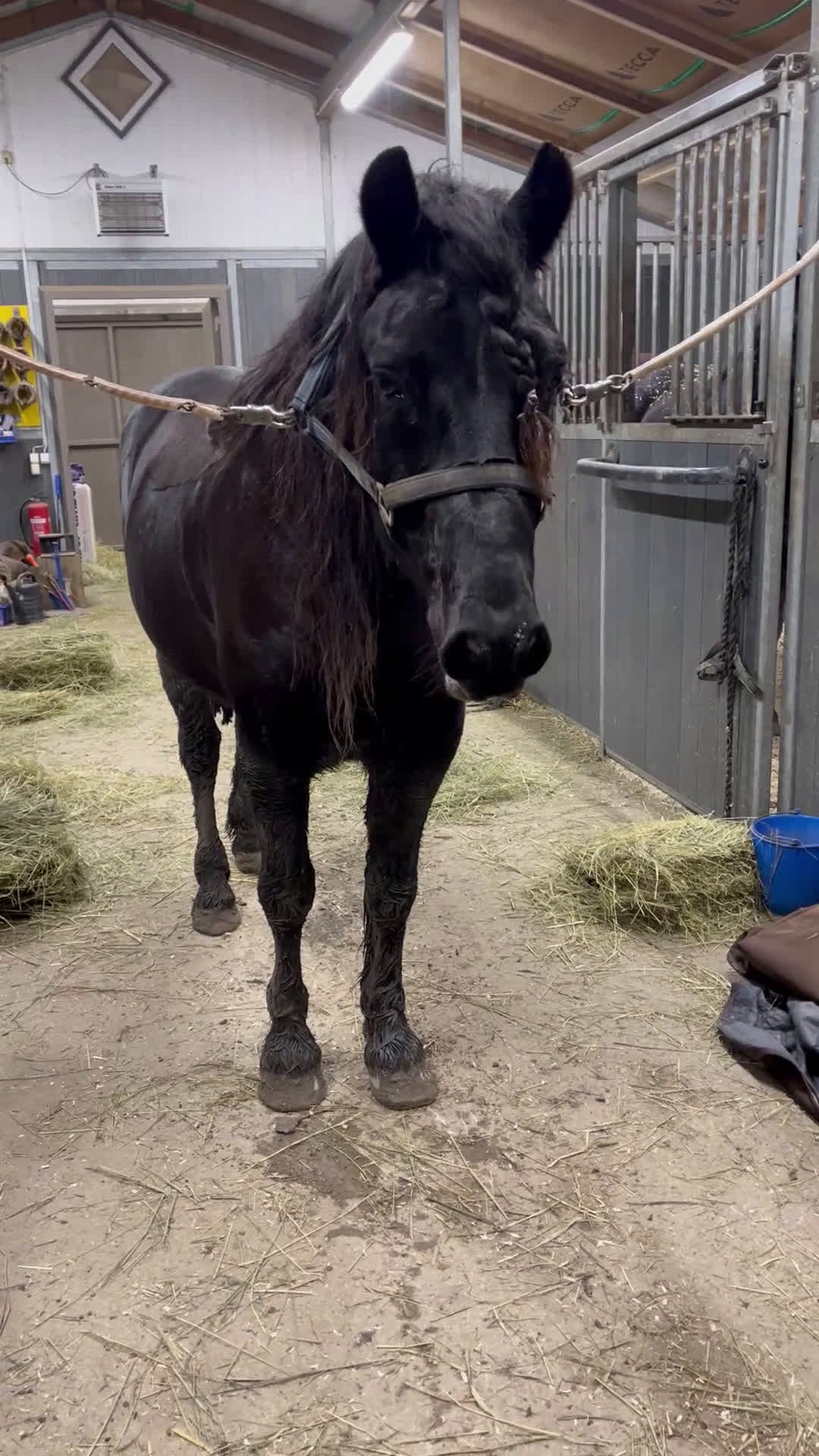 Allround hästar till salu: Bildskön kallblodstravare med fina gångarter  i Västerås - Video 4