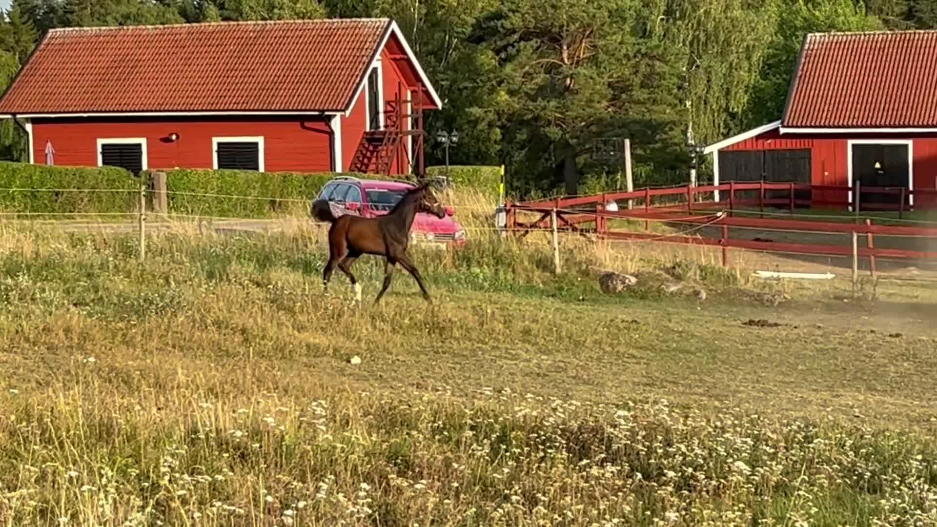 Dressyr hästar till salu: ✨ Lovande hingstföl med stark dressyrstam ✨ - Video 3
