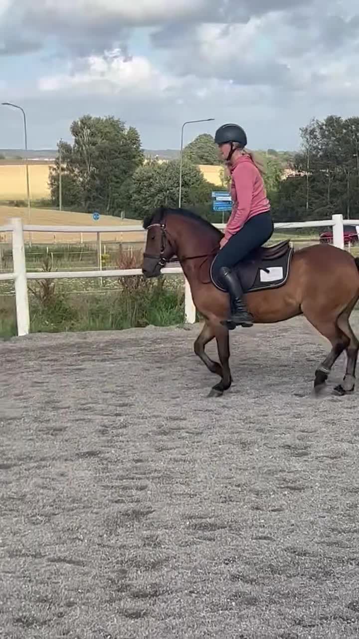 Allround hästar till salu: Ponny man kan göra allt med - Video 5