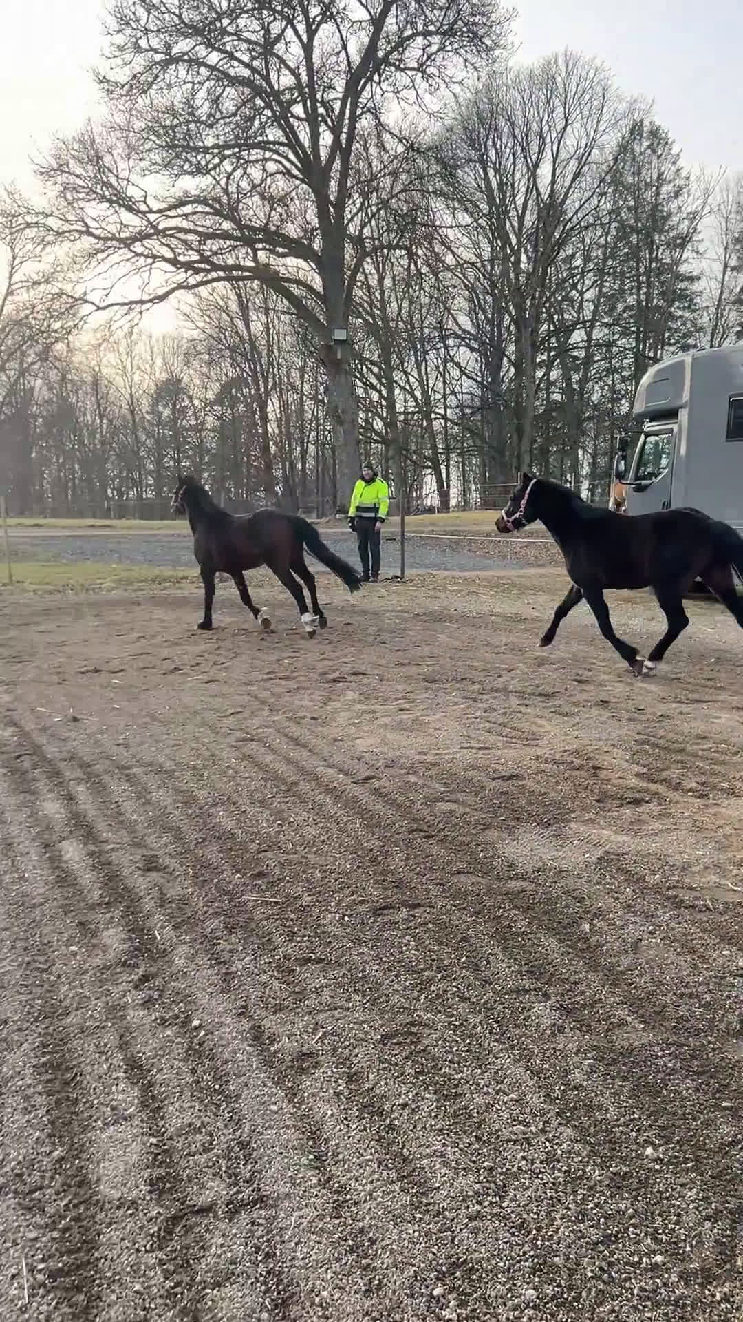 Allround hästar till salu: 2-årig Welsh partbred - Video 1