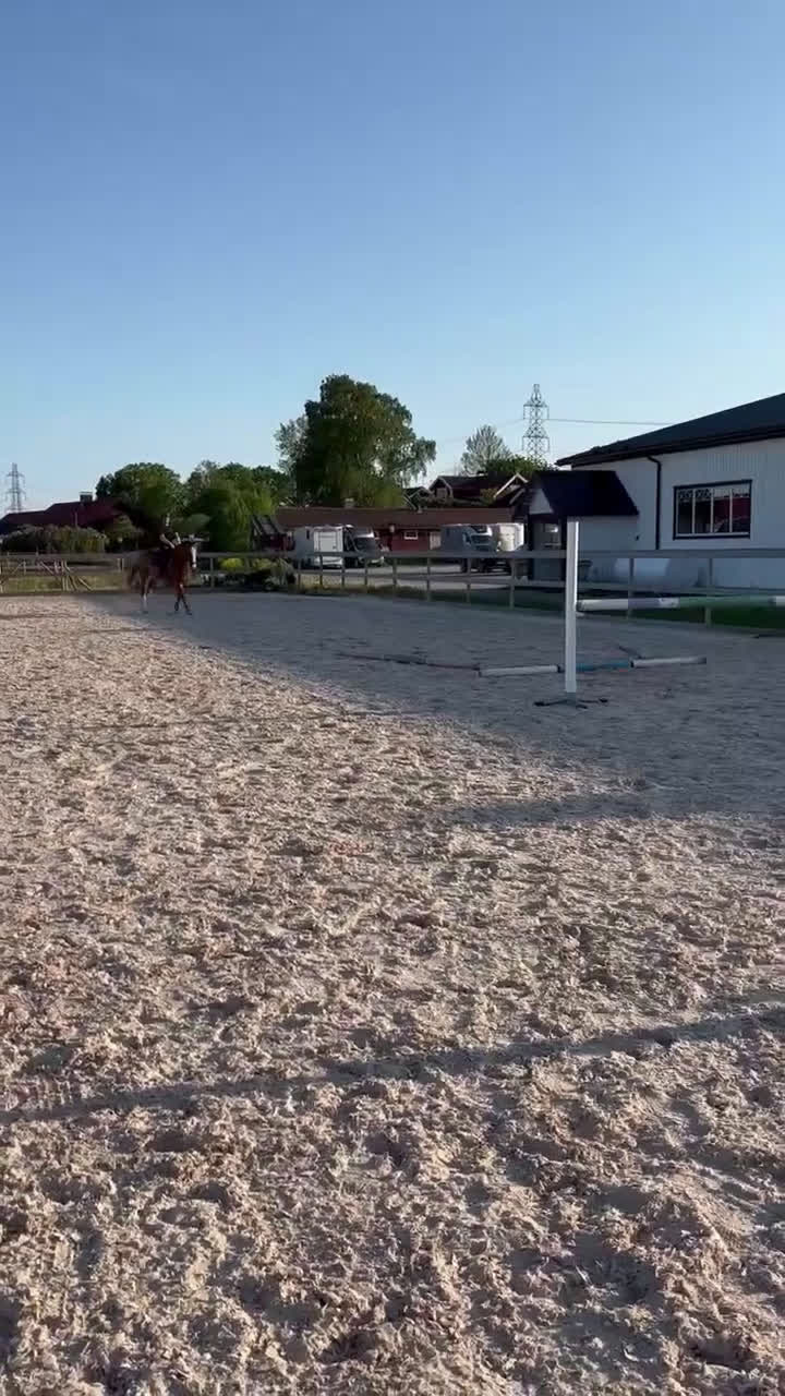 Hoppning hästar till salu: Fin valack med kapacitet  i Arlandastad - Video 2