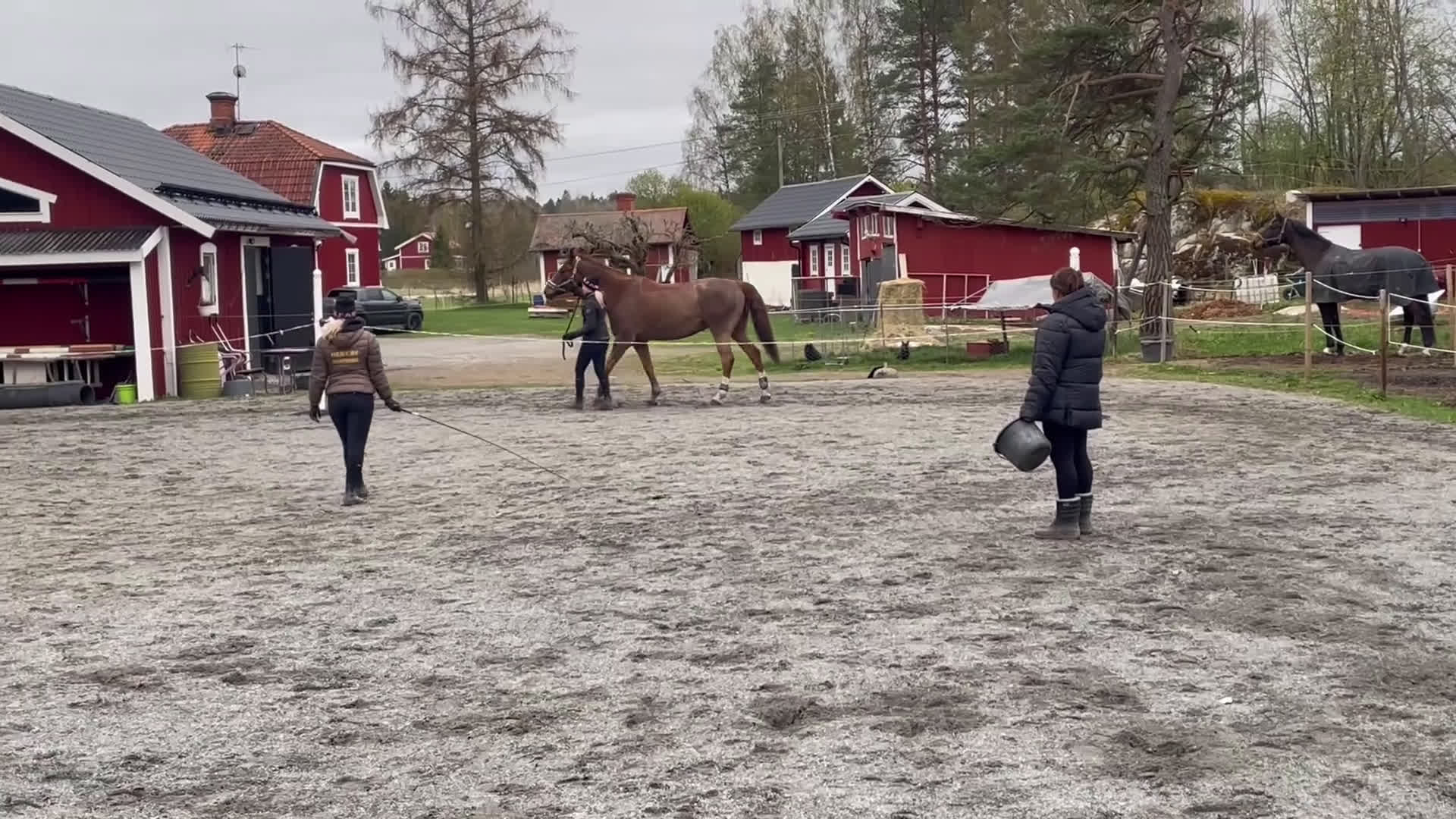 Allround hästar till salu: Killen med hjärtat på rätt ställe  - Video 2