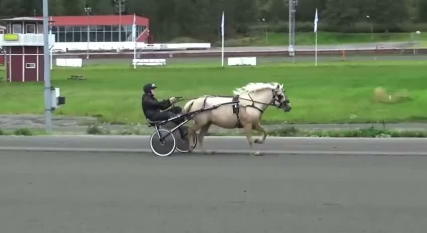 Trav hästar till salu: Snäll och trevlig russvalack - Video 1
