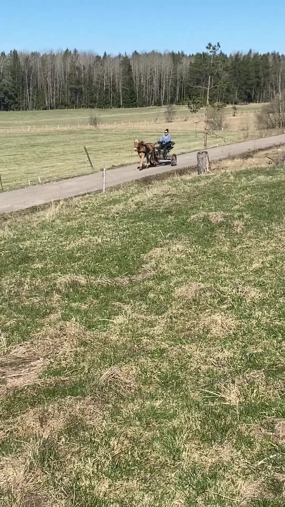 Allround hästar till salu: En tjej man blir glad av - Video 1