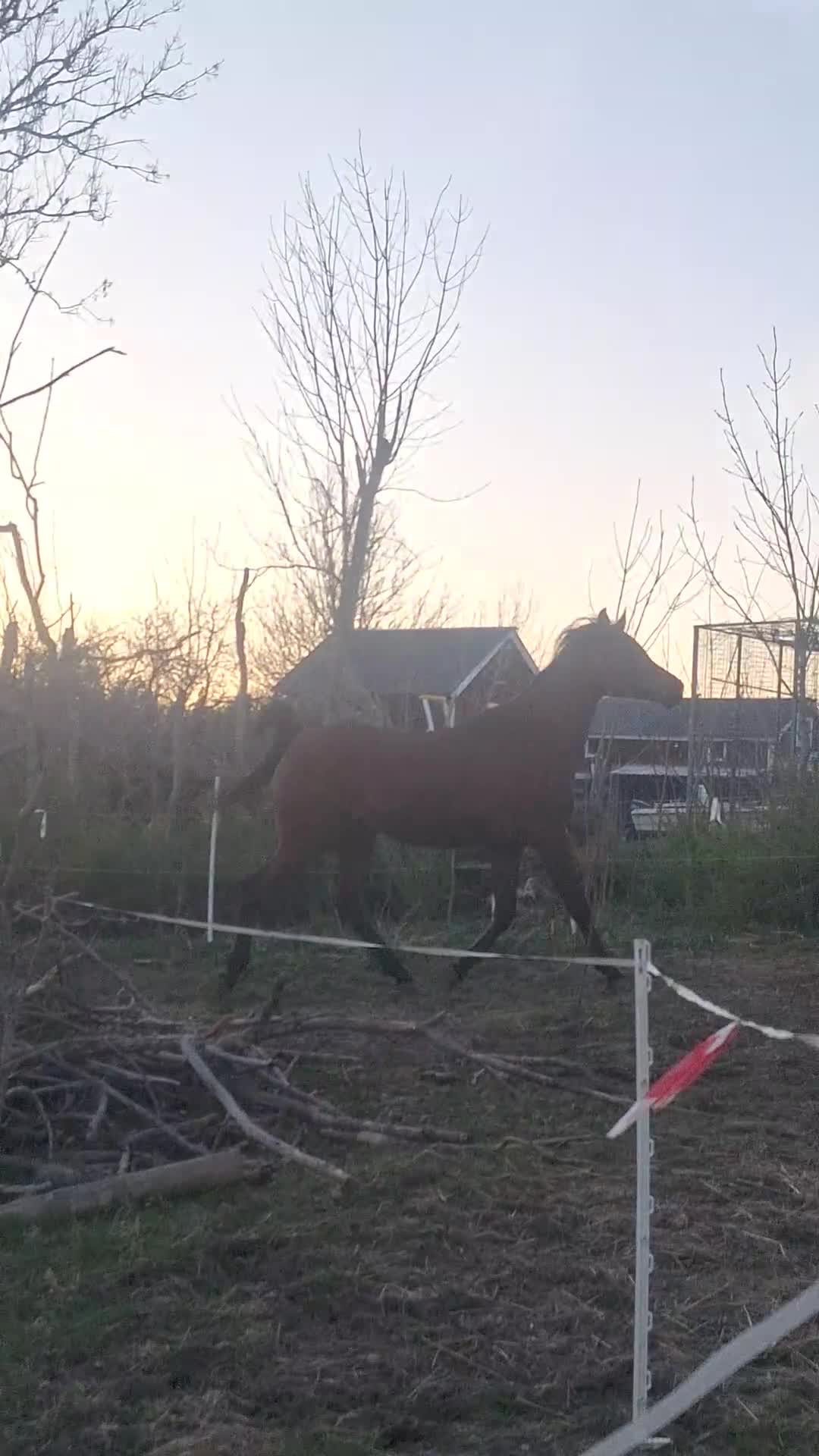 Allround hästar till salu: Valack för sport eller hobbyridning - Video 1