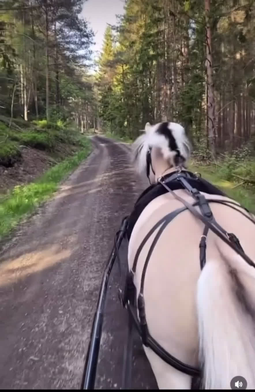  medryttarhäst finnes: Dressyr intresserad ryttare sökes till Fjording i Västerhaninge - Video 4