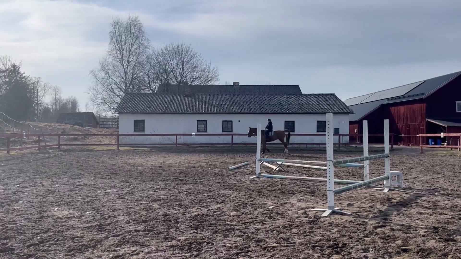  foderhäst sökes: Foderhäst (senare köp) sökes i Björklinge - Video 1