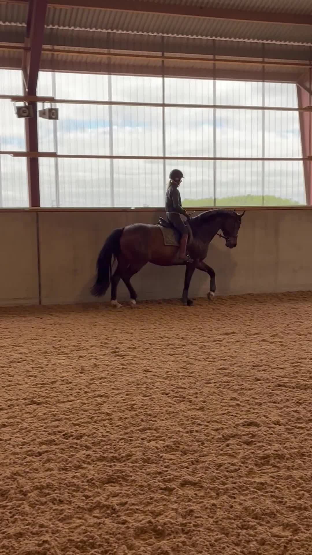 Dressyr hästar till salu: Flott dressyrsto i Onslunda - Video 1