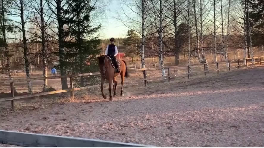 Hoppning hästar till salu: SWB valack i Orsa - Video 5