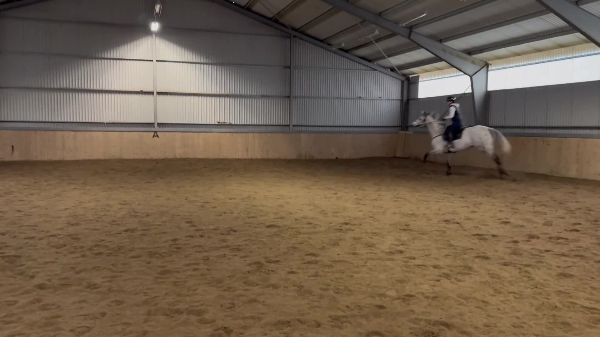 Hoppning hästar till salu: Talangfullt sto i Strömstad - Video 4