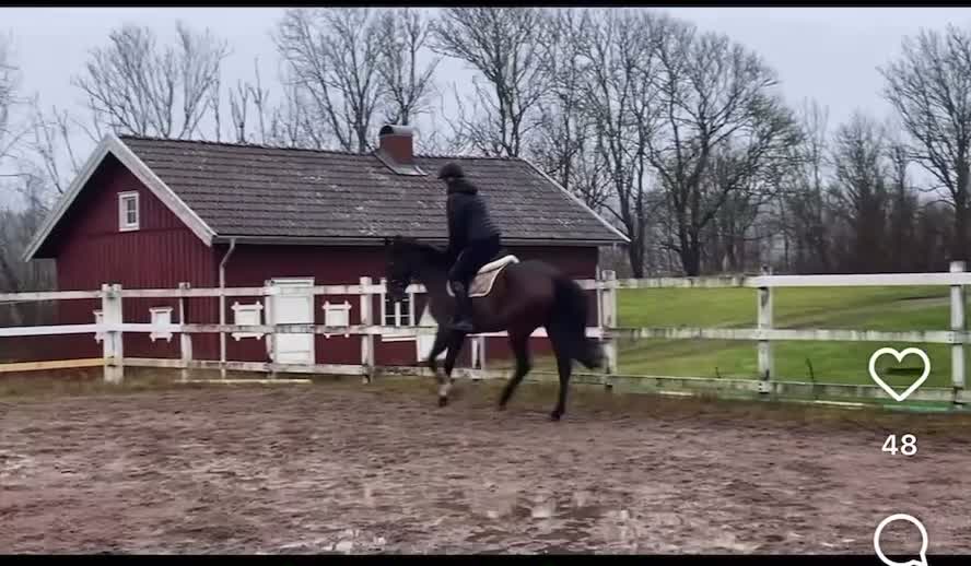 Allround hästar till salu: Trevlig och arbetsvillig valack! i Trollhättan - Video 4