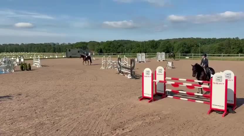 Hoppning hästar till salu: Hopphäst  - Video 1