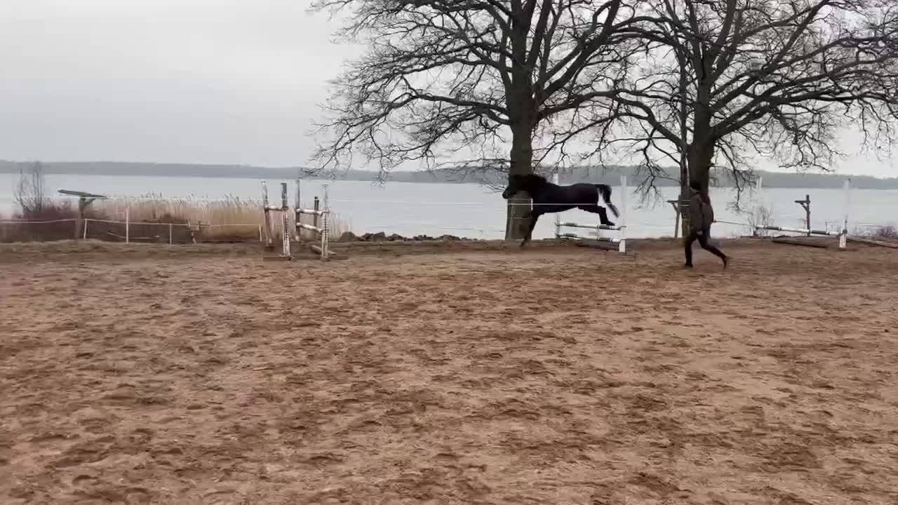 Hoppning hästar till salu: Fynda fin 4-åring  - Video 1