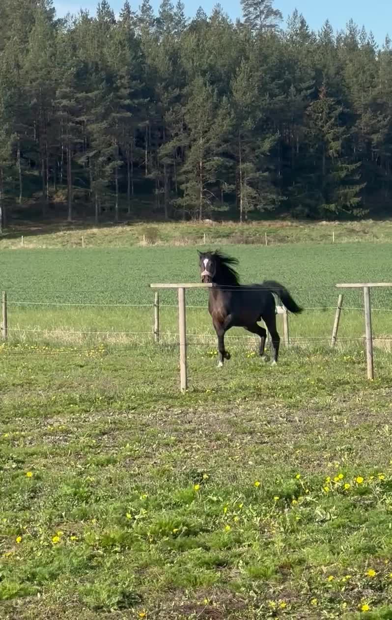 Hoppning hästar till salu: 3åring exceptionell stam & stor framtidspotential  - Video 2
