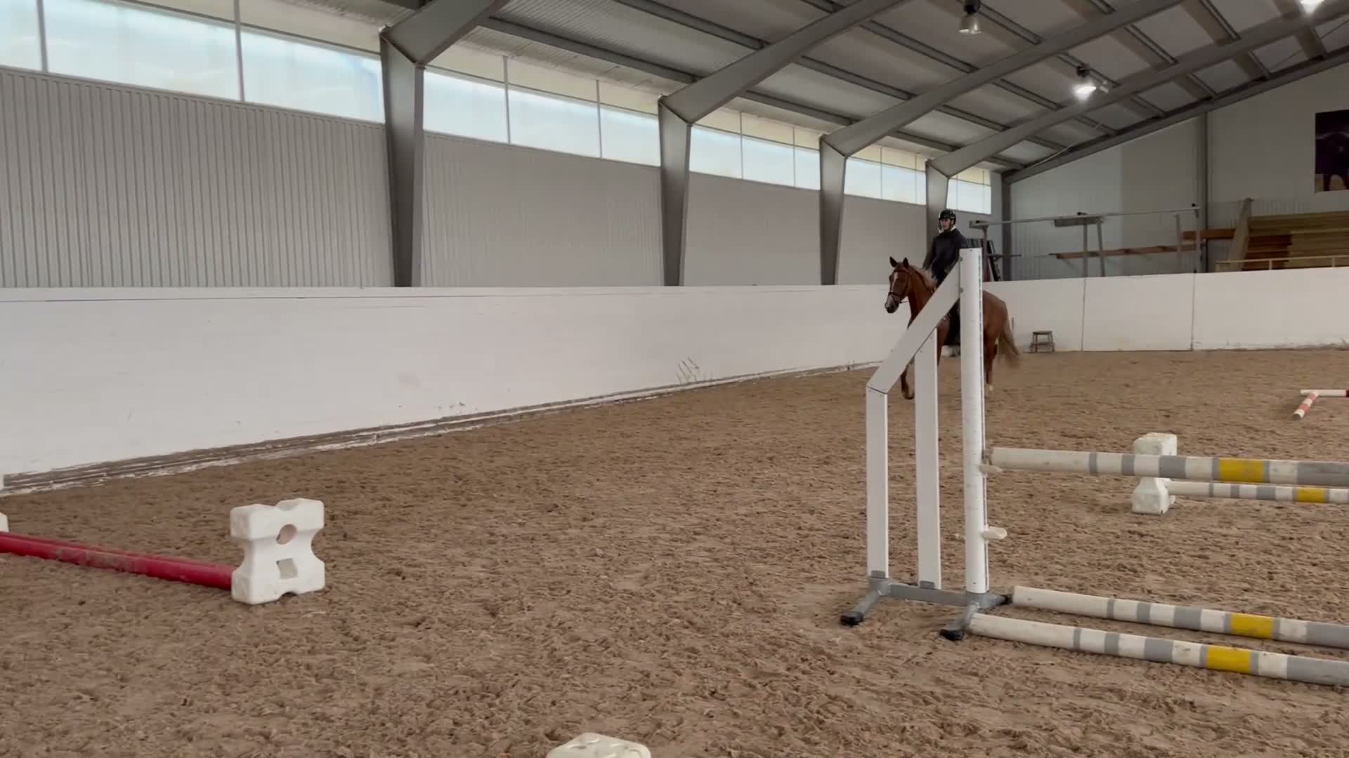 Hoppning hästar till salu: 3 årig valack - Video 2