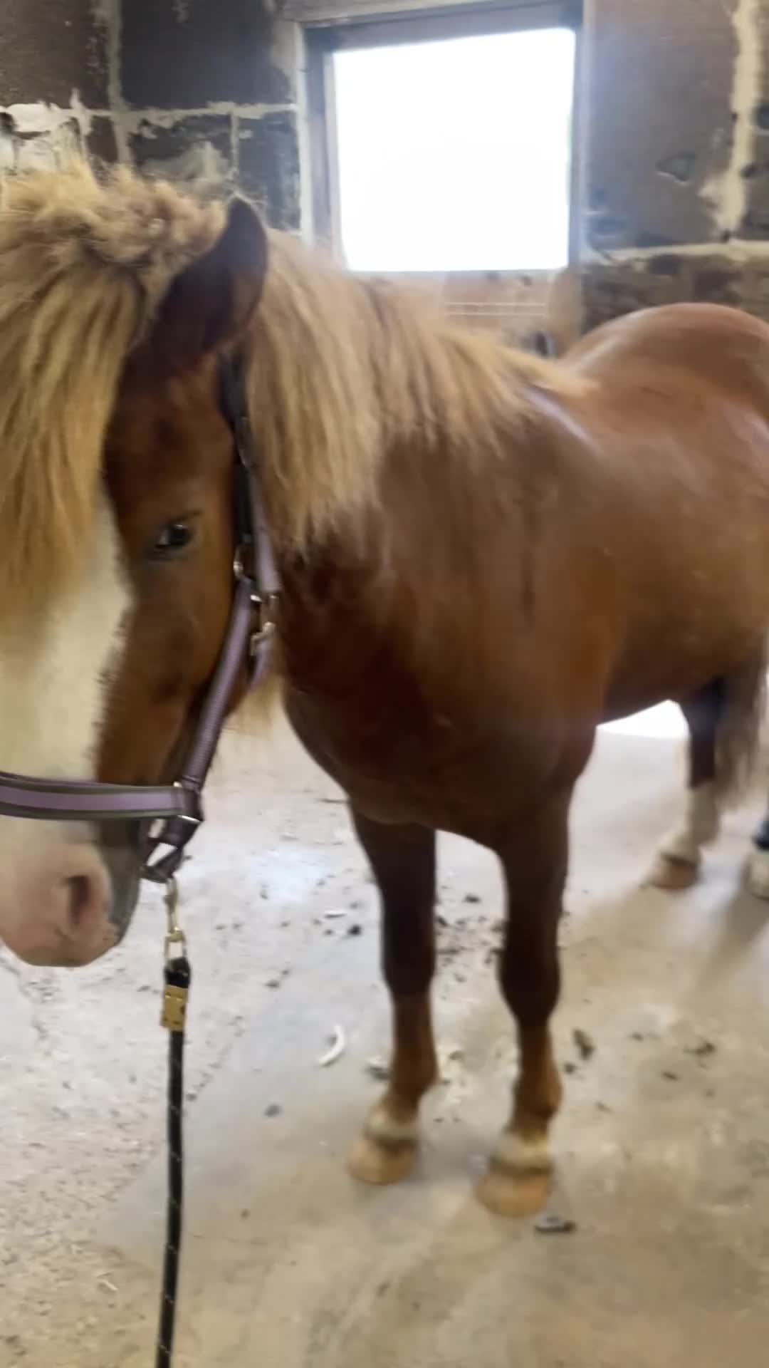 Island hästar till salu: Fin och snäll valack säljes - Video 1