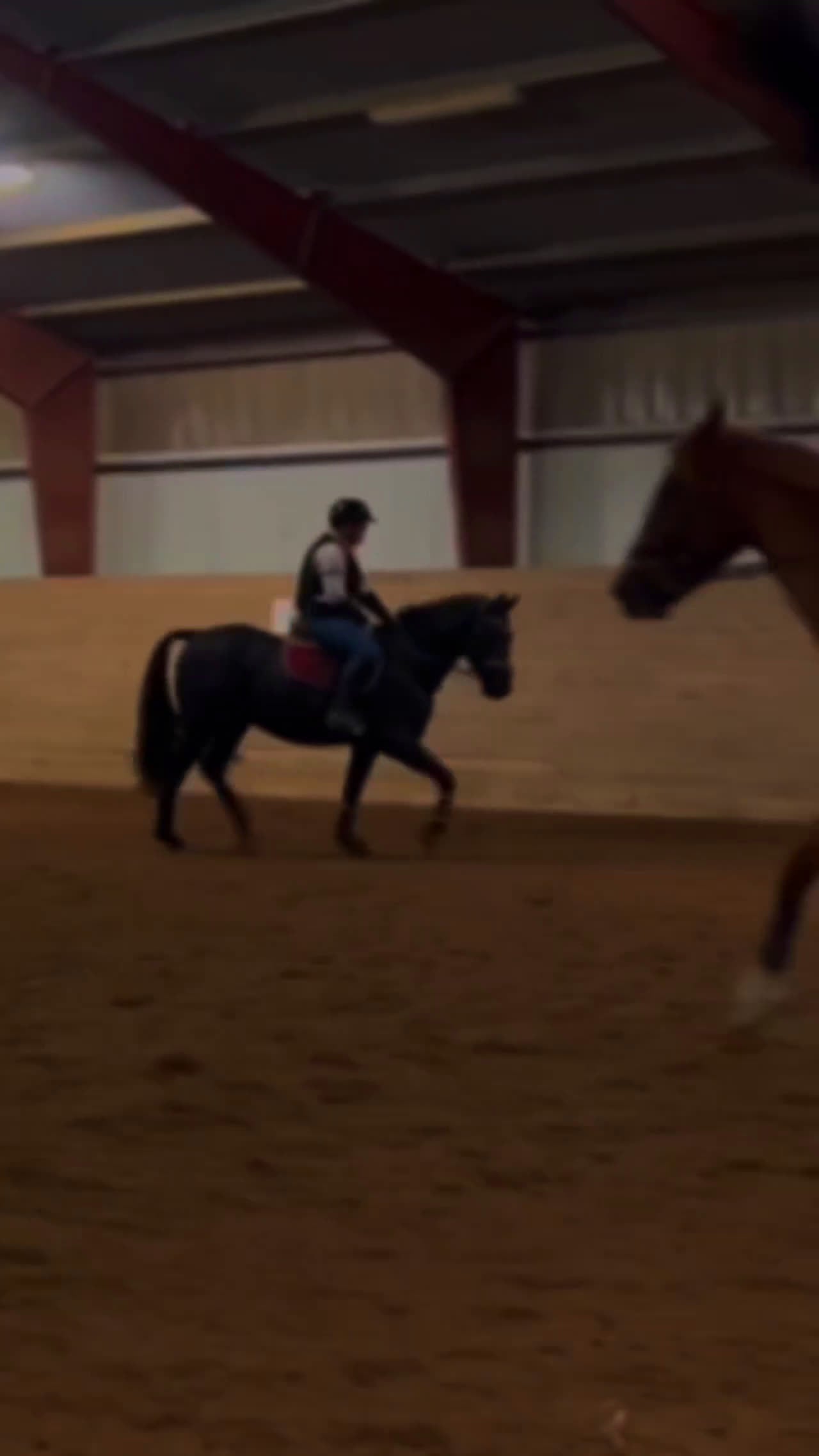 Allround hästar till salu: Projekthästen Bosse  - Video 3