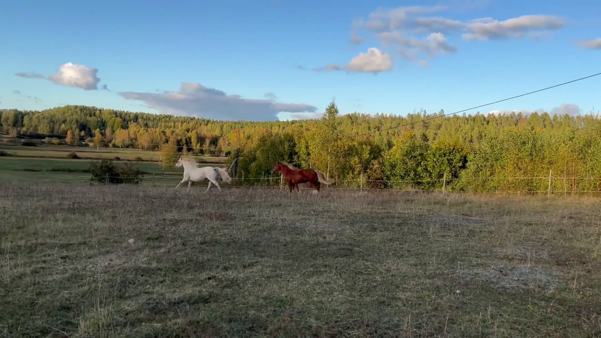 Allround hästar till salu: Welsh Cob valack  i Åtvidaberg - Video 1