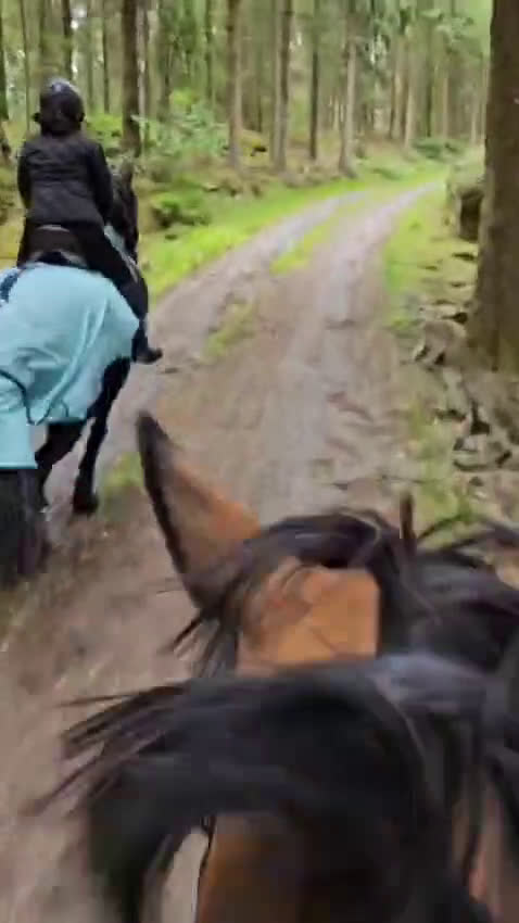 Dressyr hästar till salu: Vacker, vänlig och inkännande Frieser i Veddige - Video 1