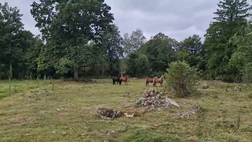 Island hästar till salu: 3 islandsston av hög kvalitet säljes pga flytt  i Fjärås - Video 3
