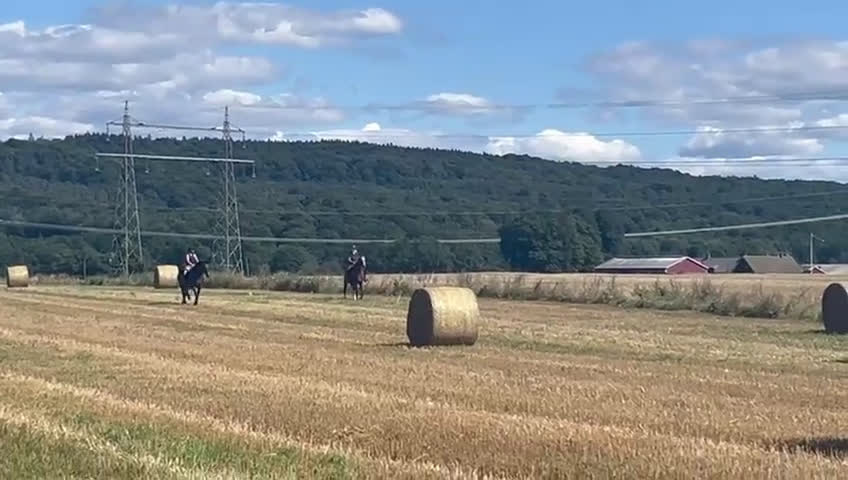 Sällskap hästar till salu: Snällt sällskapssto i Billesholm - Video 3