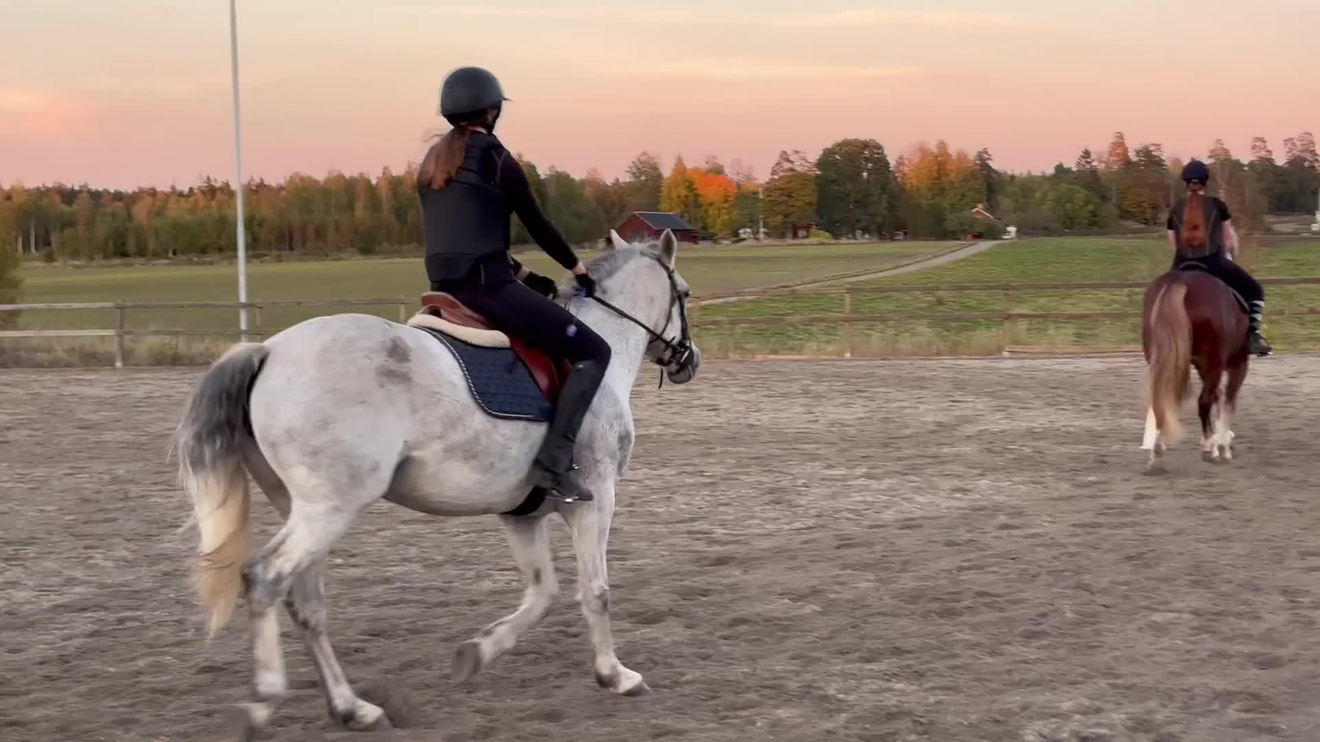Allround hästar till salu: Fancy maxad D-ponny perfekt för mor och dotter - Video 4