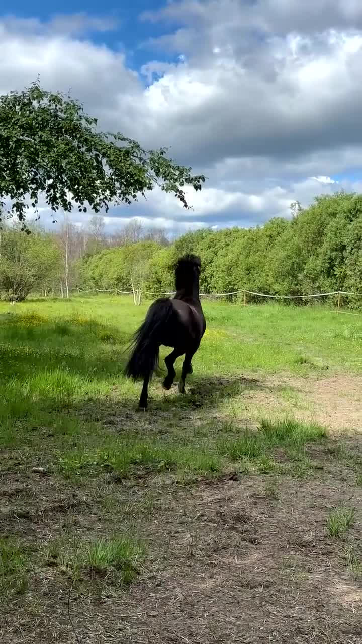 Allround hästar till salu: Trevlig islandhästvalack  - Video 1