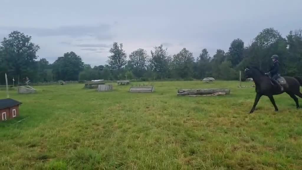 Allround hästar till salu: Mysigaste hästen som älskar människor - Video 3