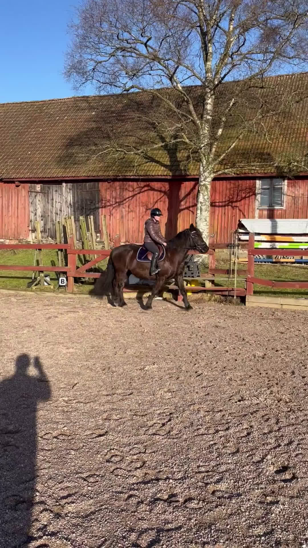 Allround hästar till salu: Valack på 3 år, 140cm - Video 2