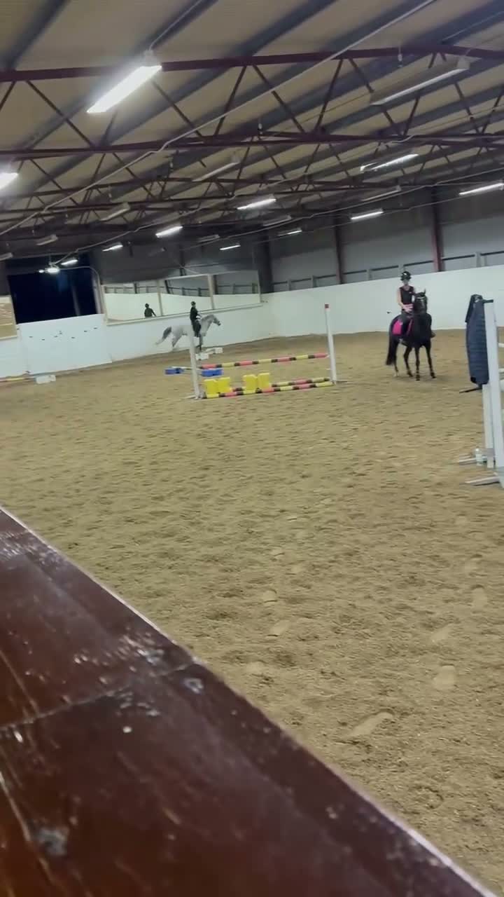 Allround hästar till salu: D-ponny söker sin perfekta ryttare - Video 1