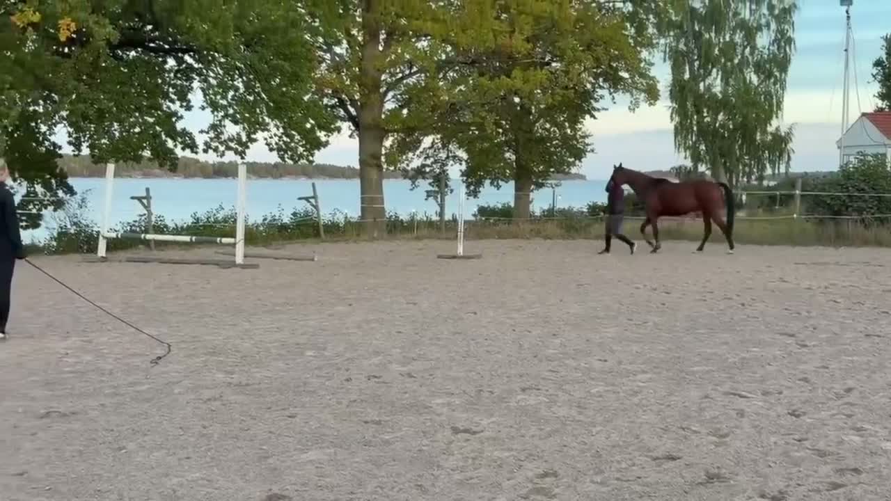 Hoppning hästar till salu: Sto för Framtiden ev byte - Video 2