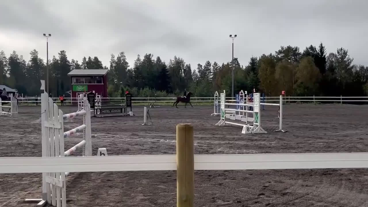 Hoppning hästar till salu: Rutinerad hopphäst i Vännäs - Video 1