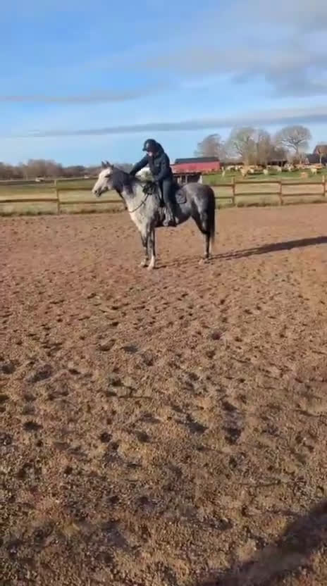 Allround hästar till salu: Lyxig allroundhäst i Klippan - Video 1