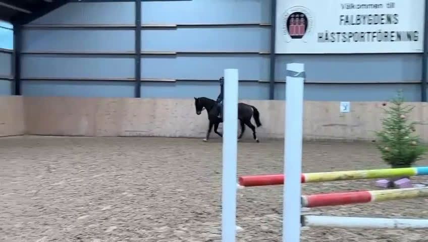Allround hästar till salu: Snäll 4 åring!!  i Floby - Video 1